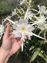 Hymenocallis coronaria