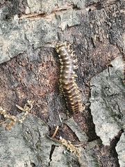 Rudiloria