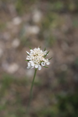 Scabiosa praemontana