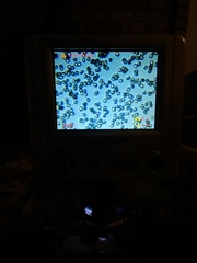 Lentinellus montanus