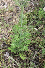 Scabiosa praemontana