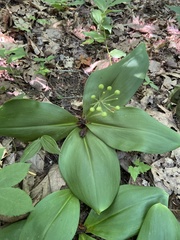 Clintonia