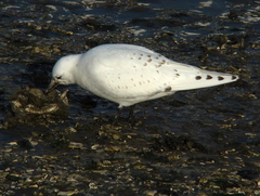 Pagophila eburnea