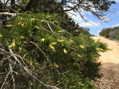 Pinus remota