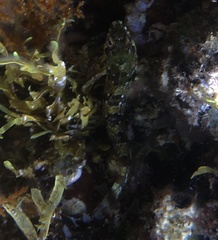 Lipophrys trigloides