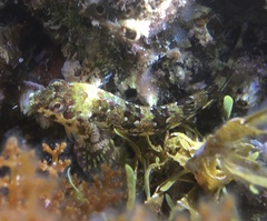 Lipophrys trigloides