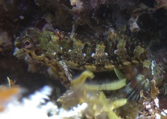 Lipophrys trigloides