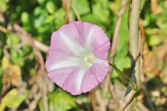 Calystegia sepium roseata