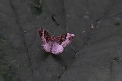 Xanthorhoe biriviata