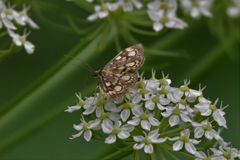 Anania coronata