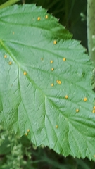 Phragmidium rubi-idaei