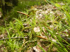 Carex castanea