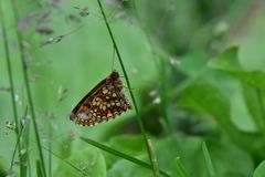 Melitaea britomartis