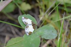 Mesoleuca albicillata