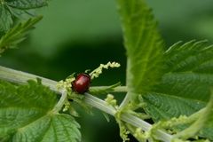 Chrysolina polita