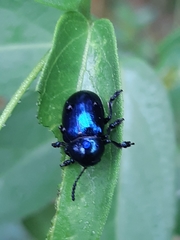 Chrysochus asclepiadeus