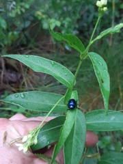 Chrysochus asclepiadeus