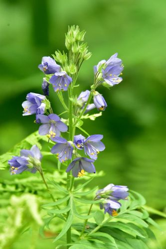 Polemonium caeruleum iNat (1)