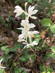 Cephalanthera austiniae