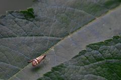 Nemophora degeerella