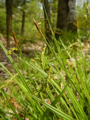 Carex castanea
