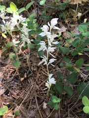 Cephalanthera austiniae