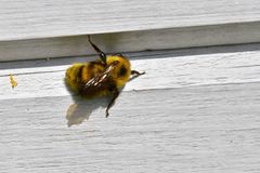 Bombus consobrinus