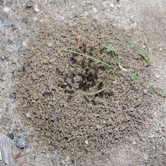 Tetramorium tsushimae