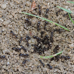 Tetramorium tsushimae