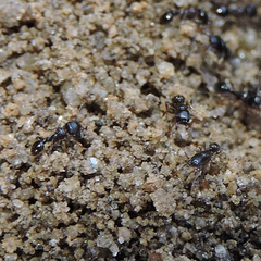 Tetramorium tsushimae