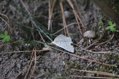 Chytolita morbidalis