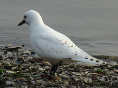 Pagophila eburnea