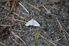 Chytolita morbidalis