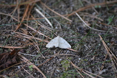 Chytolita morbidalis