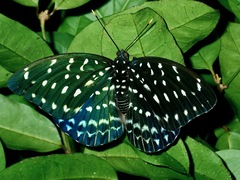 Lexias bangkana