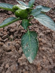 Capsicum annuum annuum