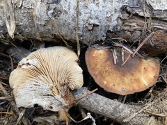 Lentinellus montanus