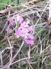 Allium drummondii