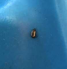 Harmonia axyridis
