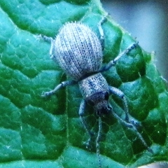 Calomycterus setarius