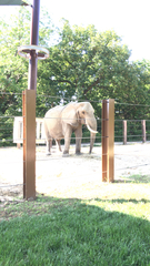 Elephantidae