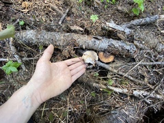 Lentinellus montanus