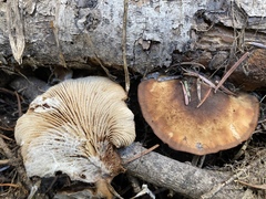 Lentinellus montanus