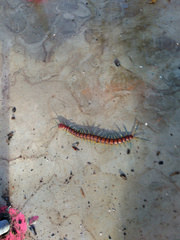 Cormocephalus rubriceps