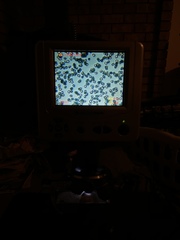 Lentinellus montanus