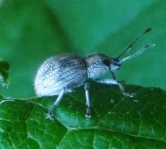 Calomycterus setarius