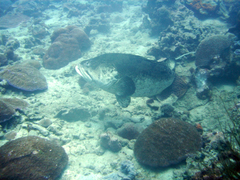 Epinephelus coeruleopunctatus