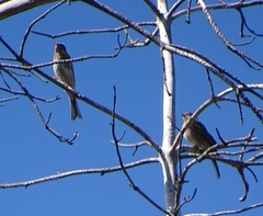 Emberiza leucocephalos