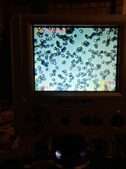 Lentinellus montanus