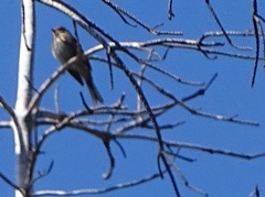 Emberiza leucocephalos
